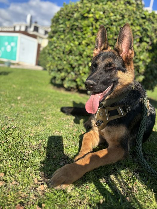 Pasto alemao, 10 meses