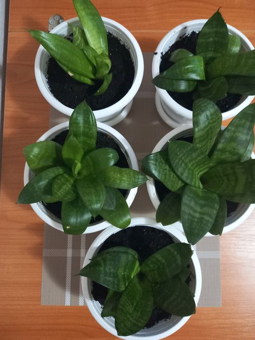 Сансивєра ханні кімнатна рослина