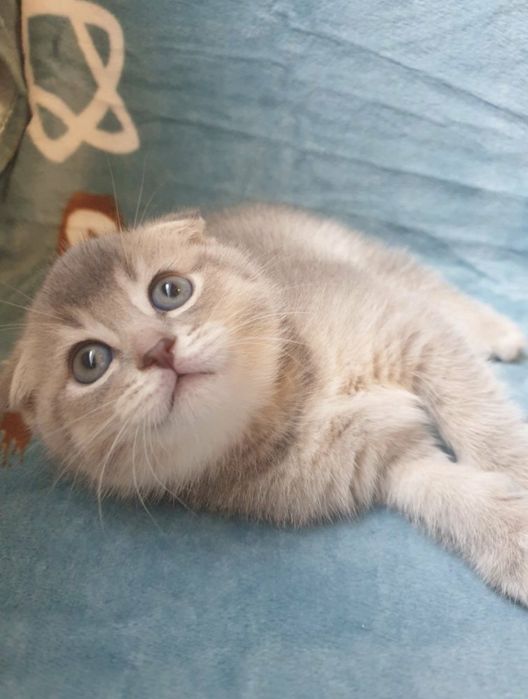 Чистокровний Шотландський котик ( скоттіш фолд )