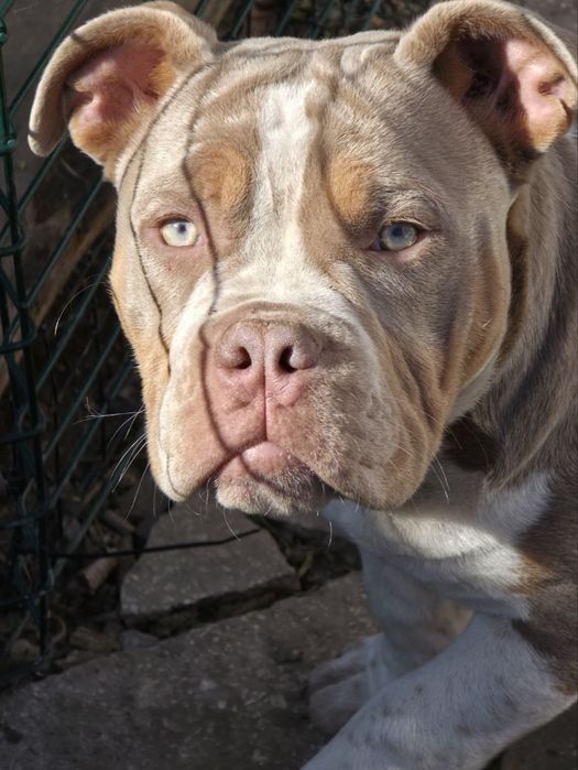 Дівчина Американский Буллі ліловий триколор