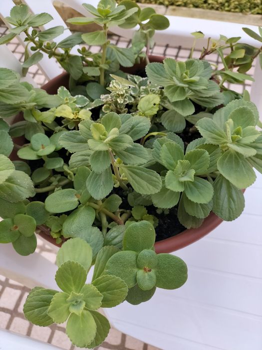 Lindo vaso com planta maravilha