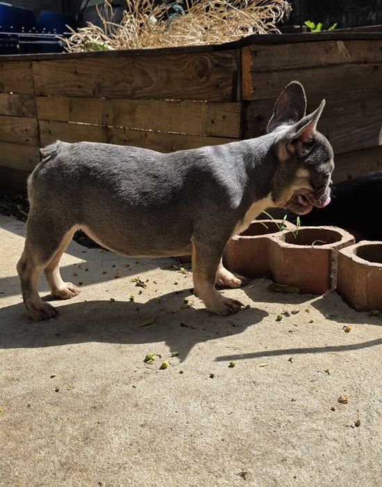 Buldogue Francês Fêmea Lilac Tan