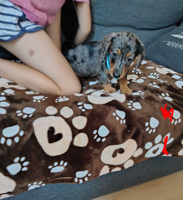Jamnik krótkowłosy minatura Black  merle tan video.!. Suczka