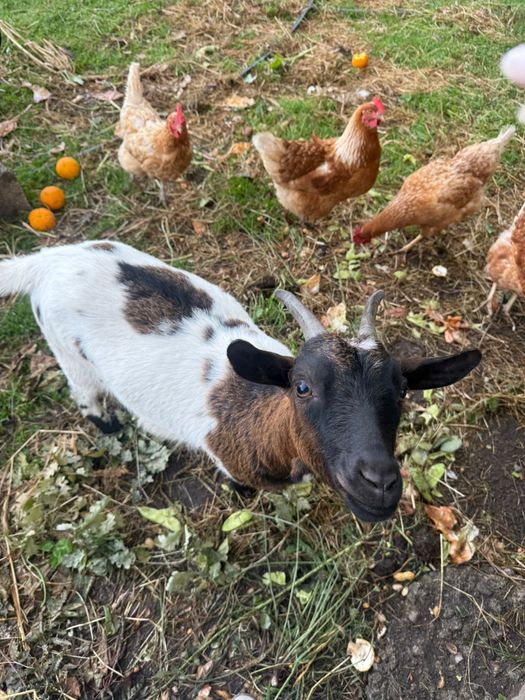 Cabras anãs muito meigas para venda