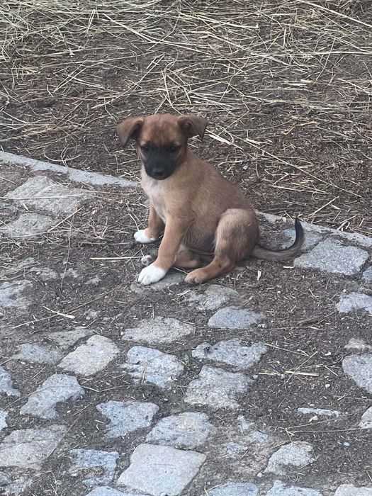 Oddam za darmo suczke