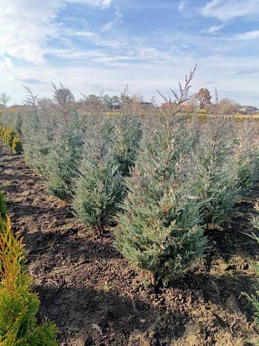 Туї, ялівець, дерен, бірючина, хакуро нішікі