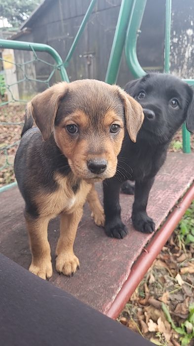 Zostały 2 suczki brązowo żóła i czarna