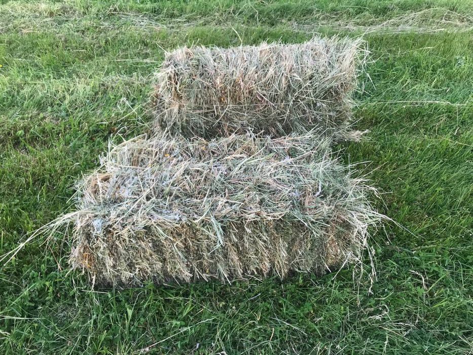Продам сіно ЦЬОГОРІЧНЕ