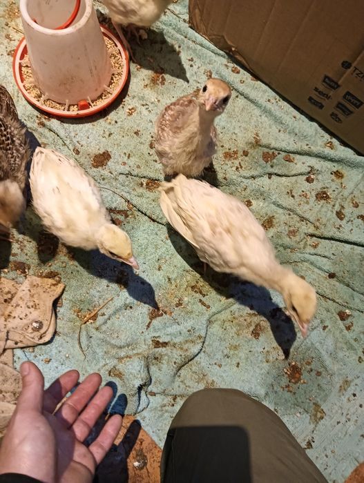 Młode Indyki 7 Sztuk