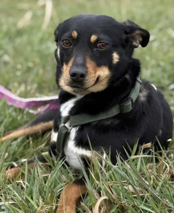 Niewielka młodziutka sunia czeka na dom- Lucy