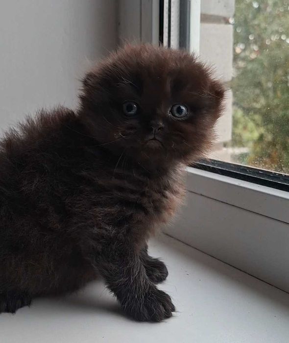 Кошенята шотландські