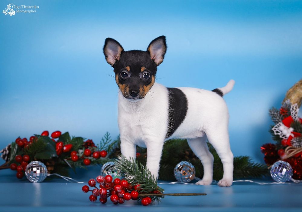 Девочка американского той фокс терьера!