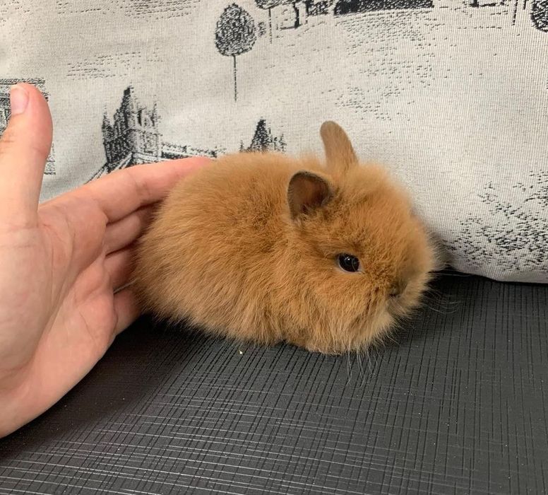 Coelhos anões mini
