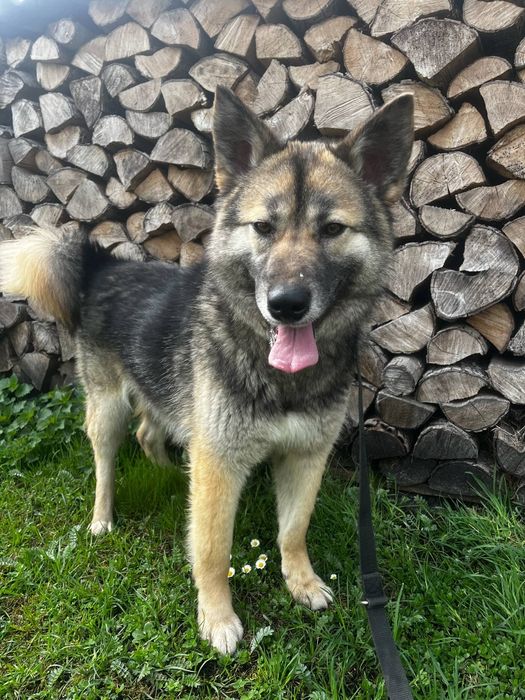 Suri sunia do adopcji