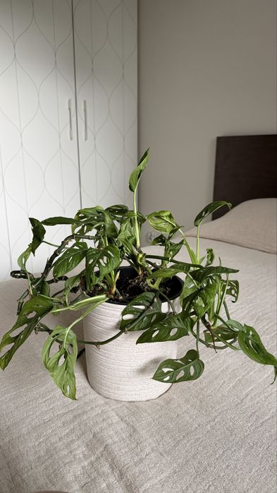 Monstera monkey