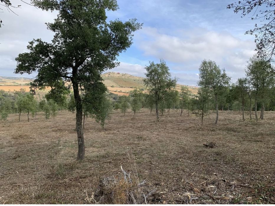 Monte totalmente vedado 12 ha. Aluguer ou venda pela melhor oferta.