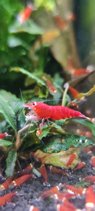 Krewetki Caridina -Super Crystal Red