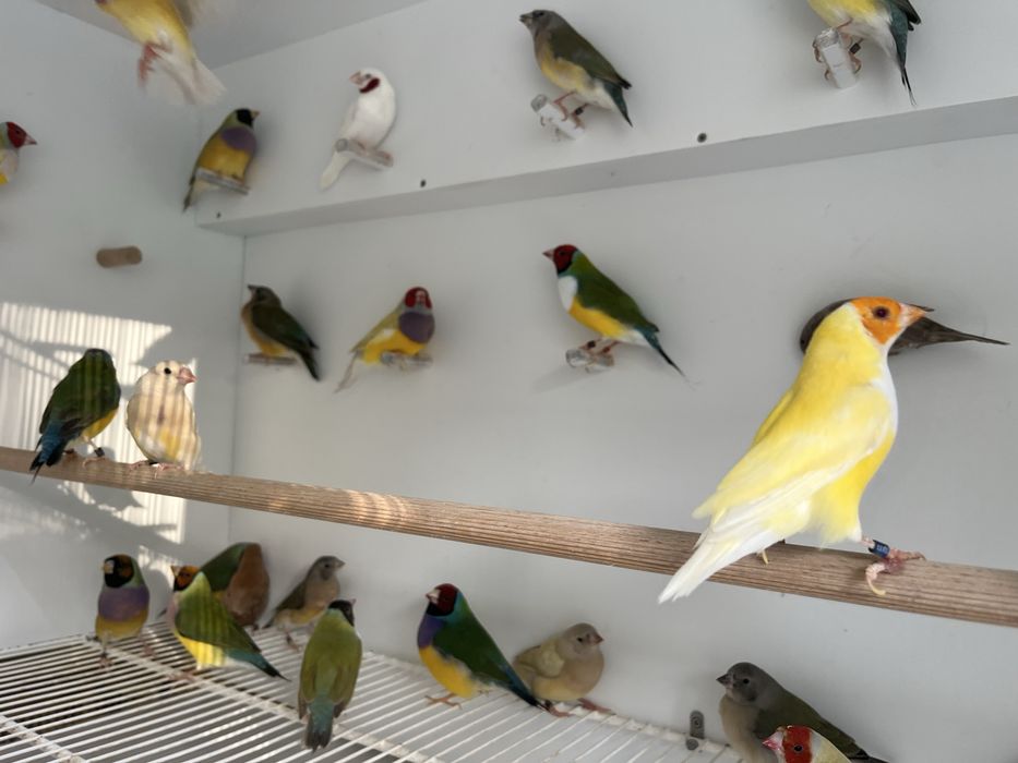 Diamantes de Gould Machos