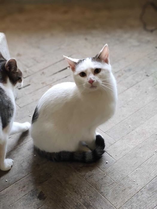 Kocurek Goofy potrzebuje domu