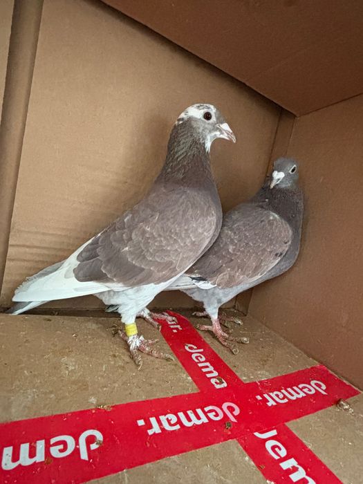 Gołębie pocztowe zagraniczne Romania