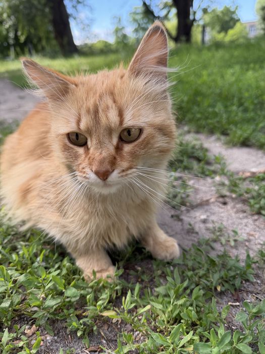 Рудий котик шукає родину