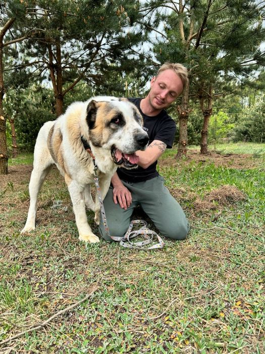 Do adopcji duży, piękny pies