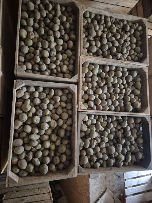 Насіння картоплі Рівєра парадізо арізона