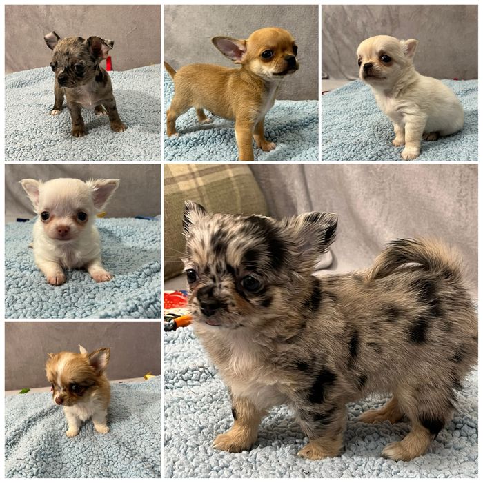 Хлопчики і дівчатка чіхуахуа