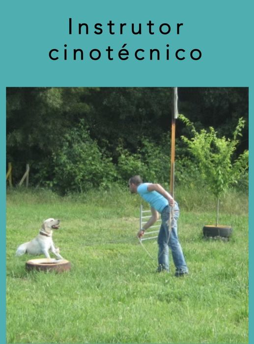 treino de cães porto64960240912641123