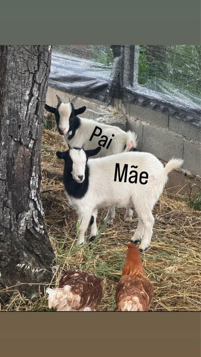 Cabrito Anão