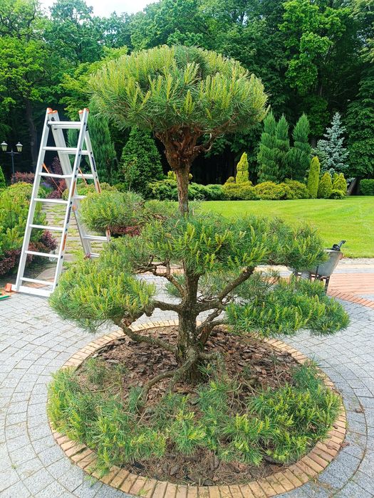 Бонсай, нівакі, топіар, стрижка, догляд