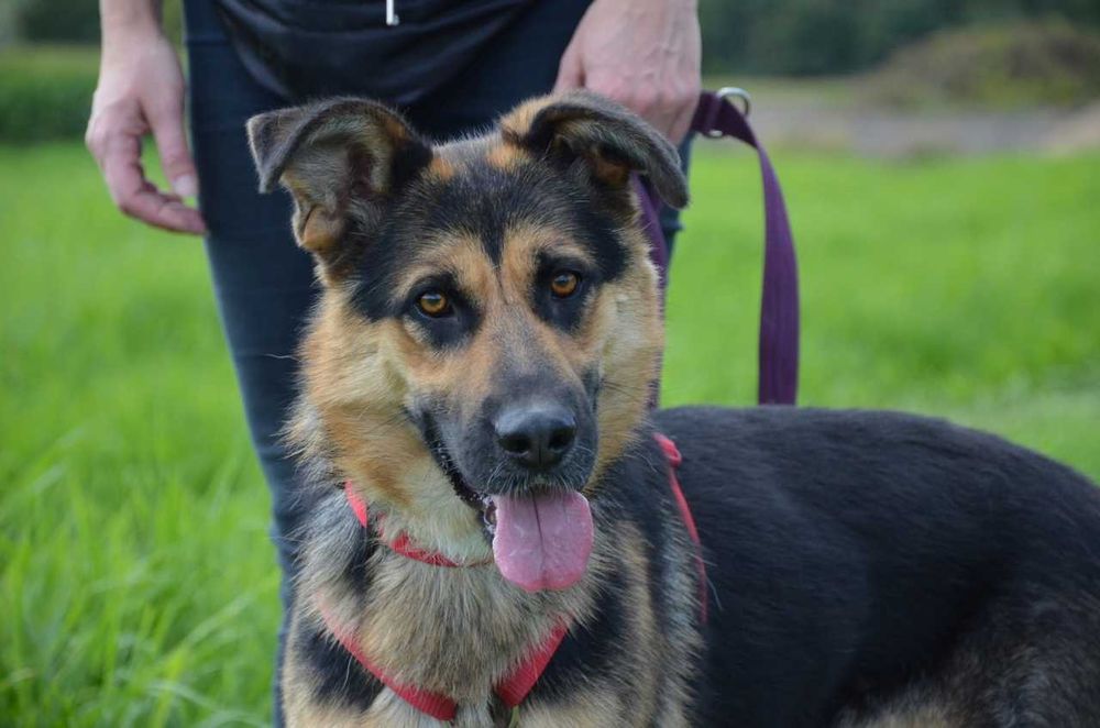 Bambo młodziutki przyjazny w typie owczarka niemieckiego ADOPCJA