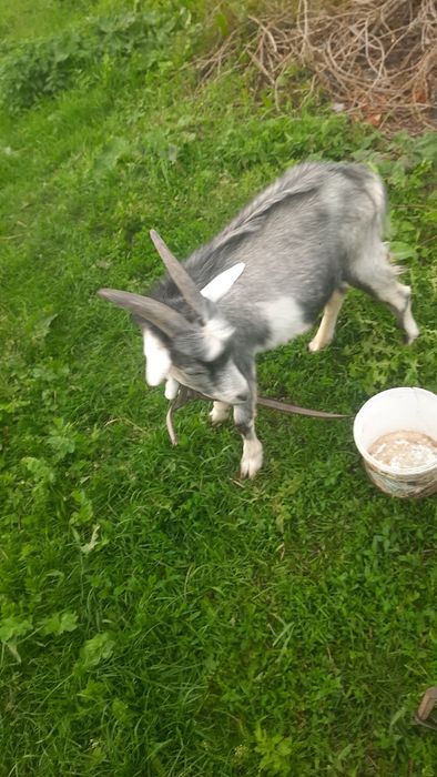 Продам, козлика хорошої породи