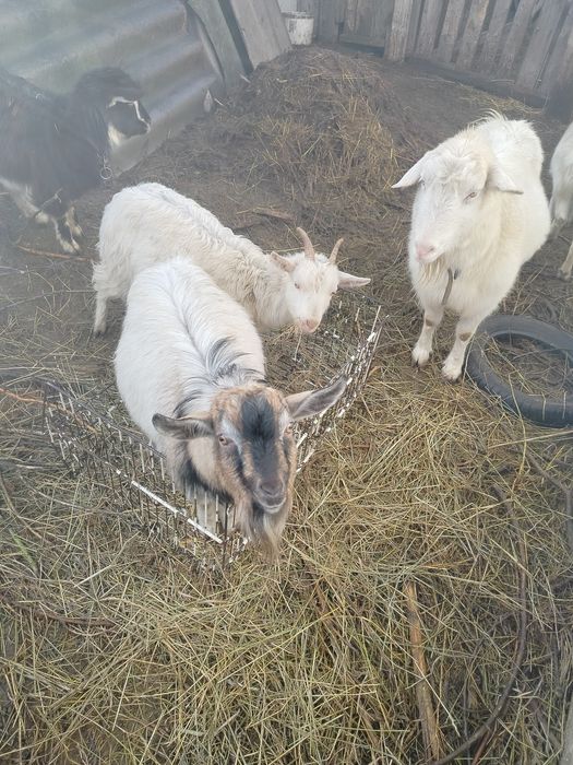 Продам коз Зоонинские