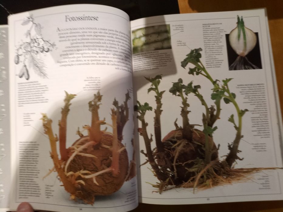 Plantas texto de David Burnie da Editora Verbo