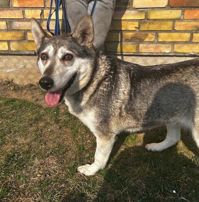 Piękna Luna do adopcji