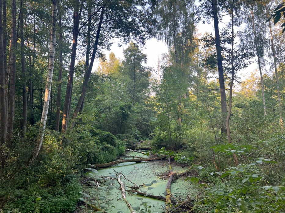 Działka z WZ pod domek całoroczny przy jeziorze i rezerwacie, las staw
