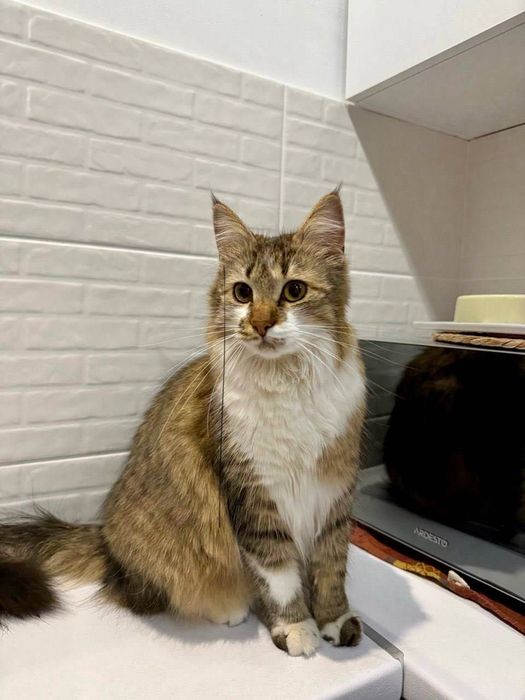 Пропала кішка на вул. Біологічна, Харків, ВИНАГОРОДА 1000 ГРН