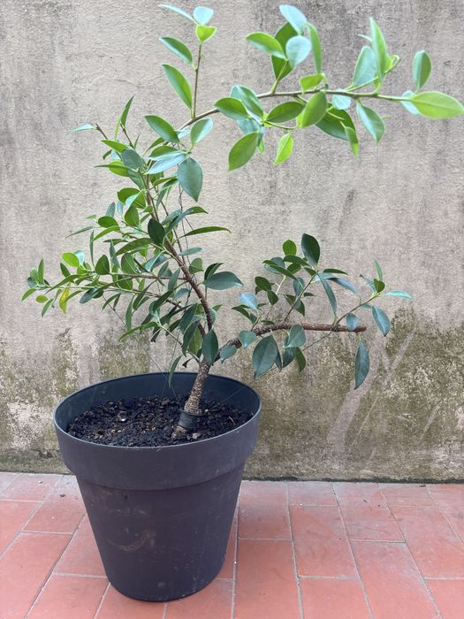 Pré-Bonsai Ficus Microcarpa