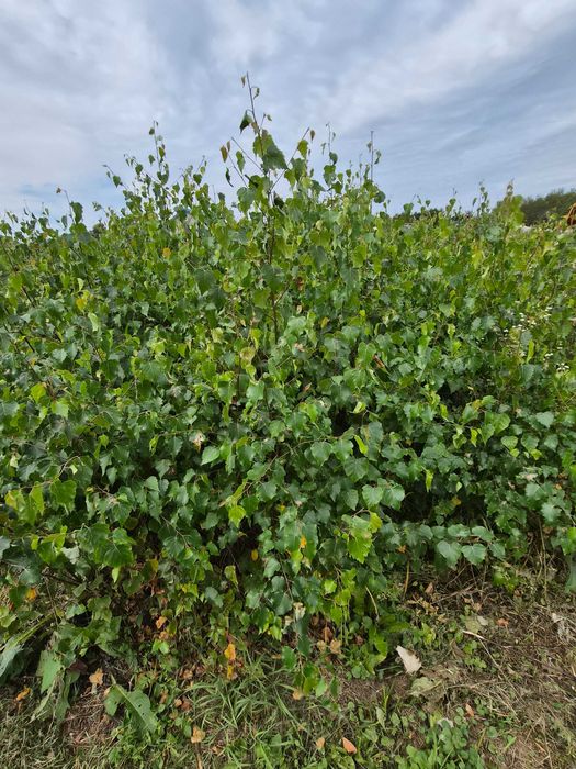 Brzoza brodawkowata,pospolita