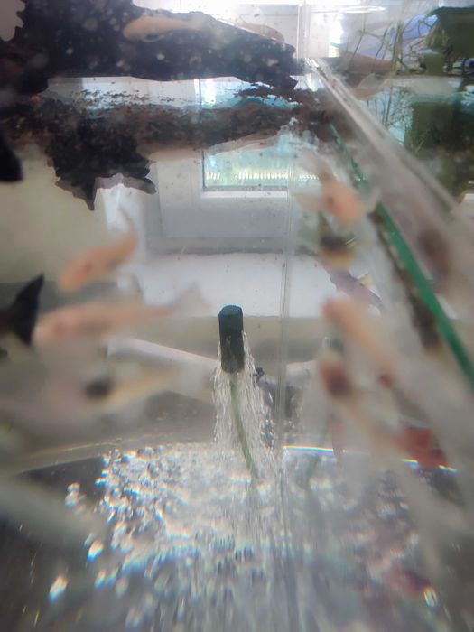 Ancistrus sp L-144 Snów White