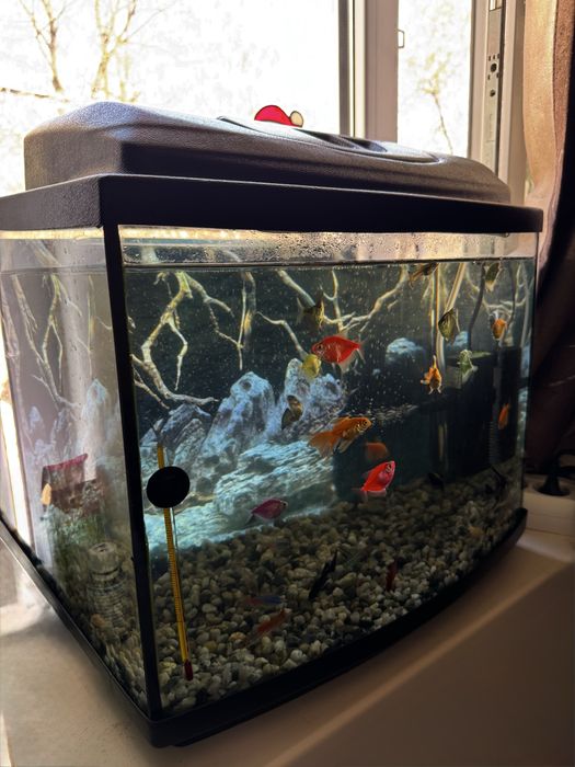 Аквариум 30л.