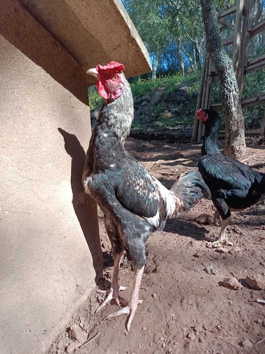 Galo de campo com 7 meses