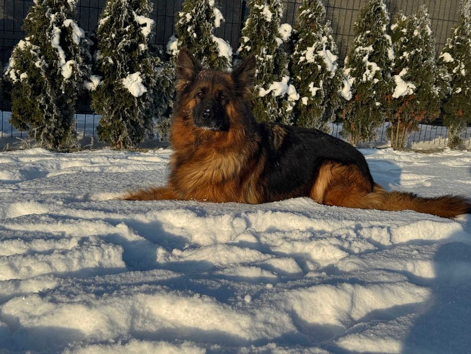 Owczarek niemiecki suczka