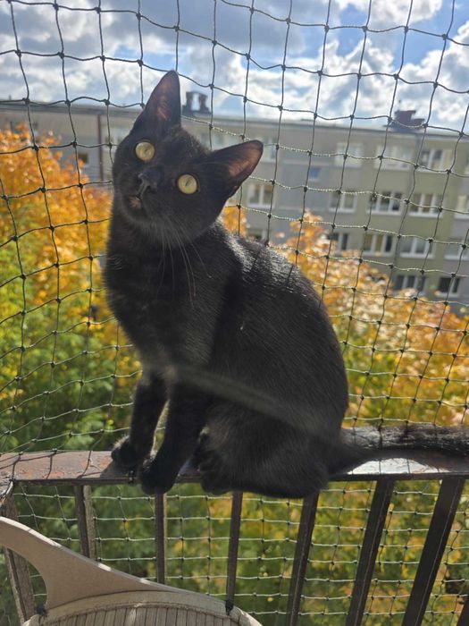 Ciastek z Fundacji Miasto Kotów