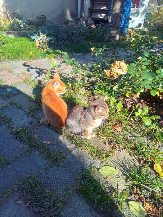Віддам кошенят в добрі руки