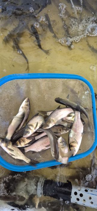 Tołpyga ryby zarybienie staw oczko wodne filtracja