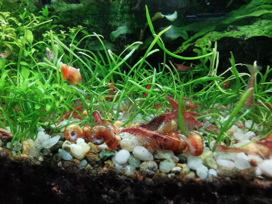 Krewetki RedCherry RC Skierniewice.