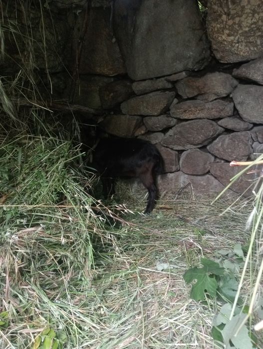 Cabrito cruzado de murciano