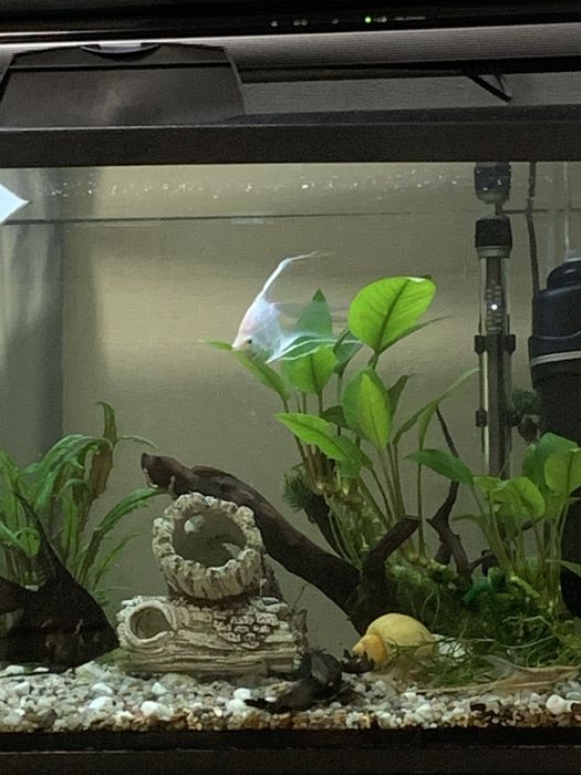 Акваріумістика Хмельницикий